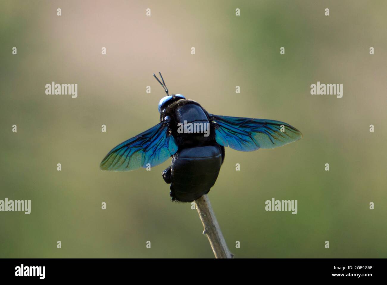 Violet carpenter bee, Xylocopa violacea dorsal view, Satara, Maharashtra, India Stock Photo