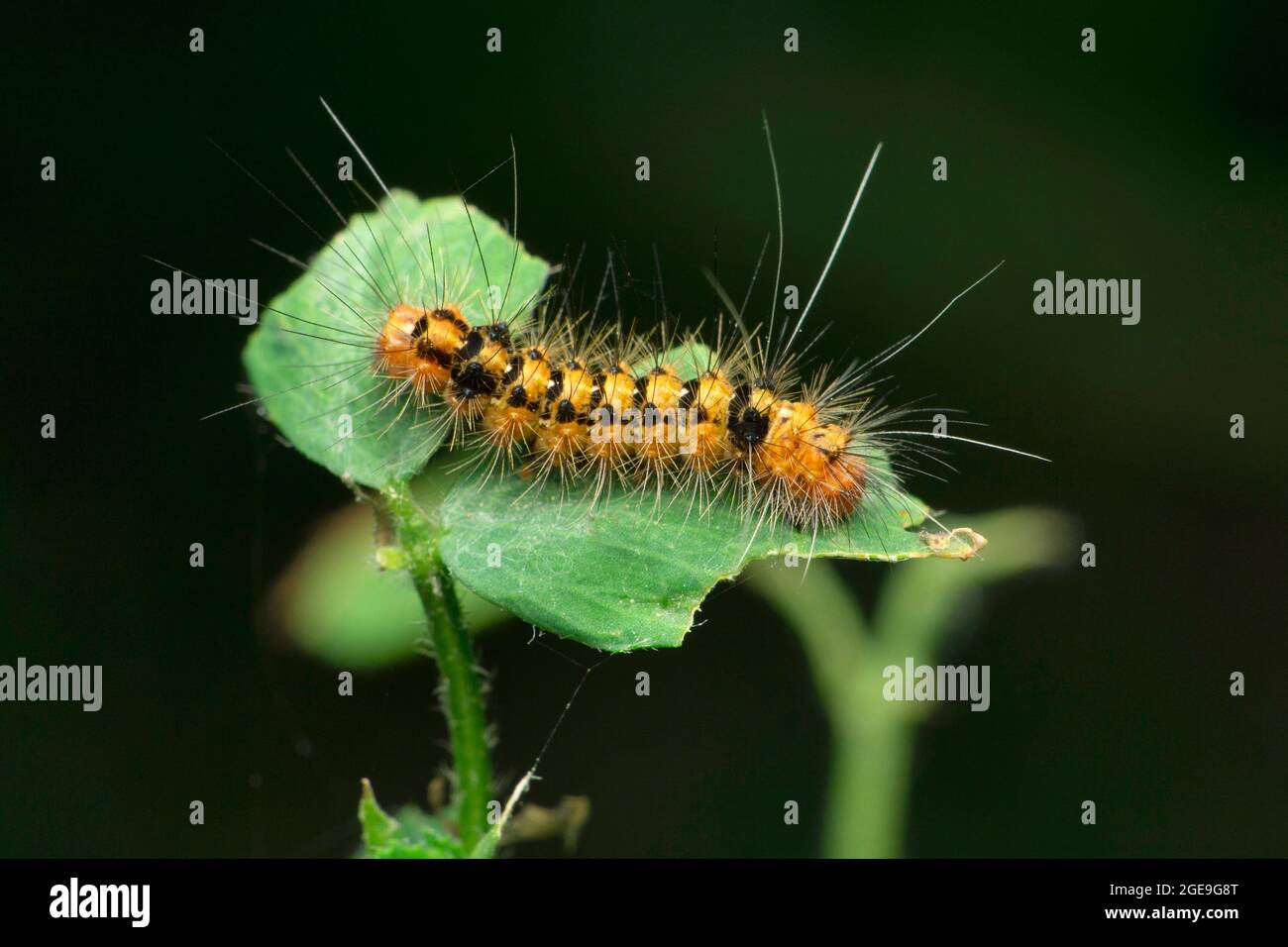 Caterpillar hairy black color hi-res stock photography and images - Alamy