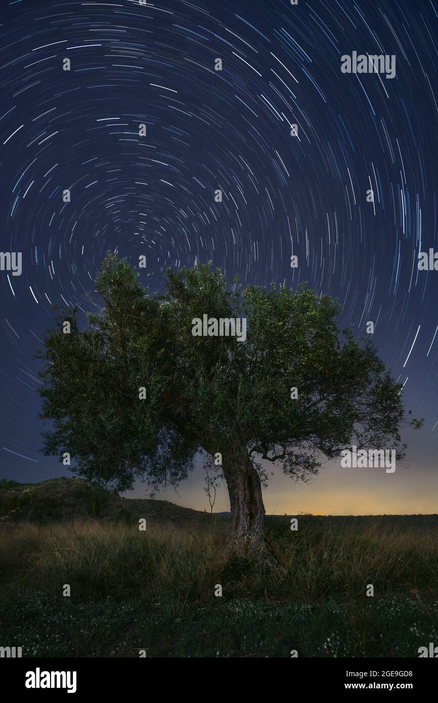 Olive tree under stars in movement at night Stock Photo