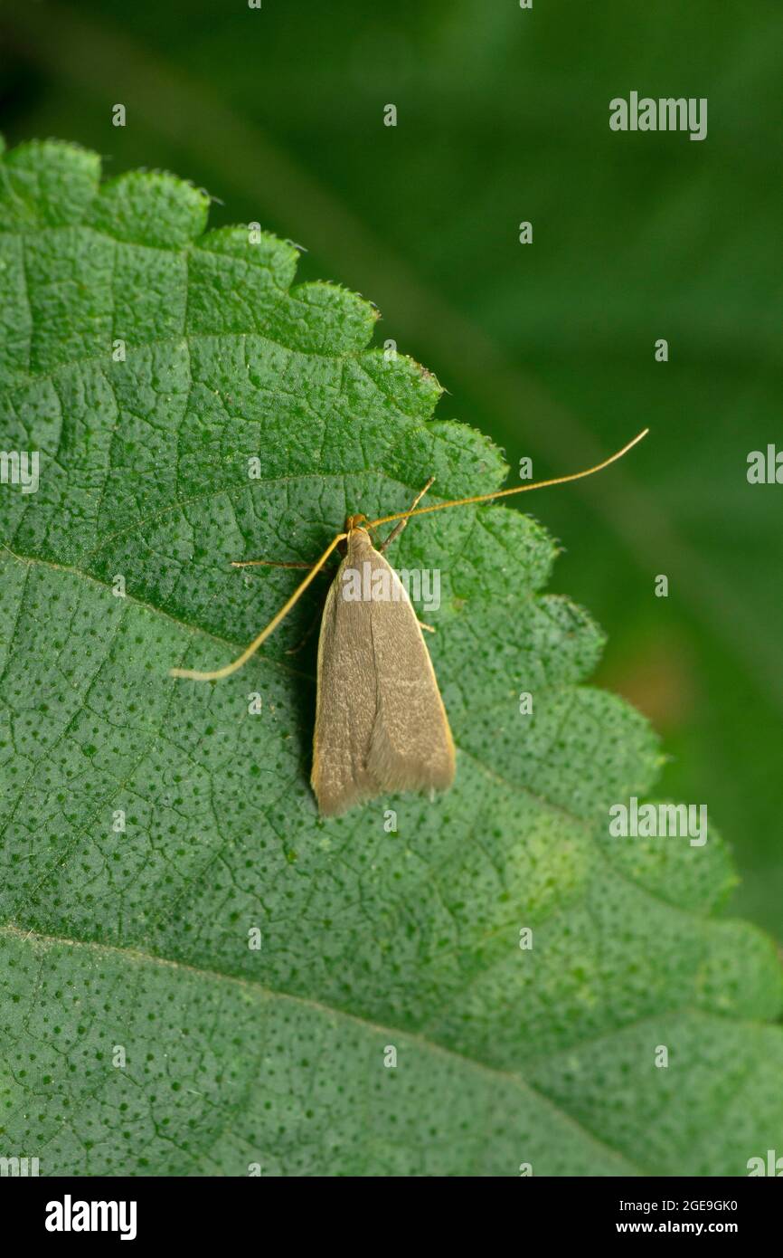 Rice meal moth, Corcyra cephalonica, Satara, Maharashtra, India Stock Photo
