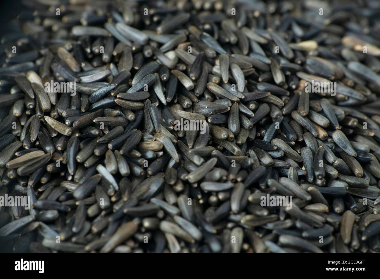 Black flax seeds, Linum usitatissimum macro closeup, Satara, Maharashtra, India Stock Photo