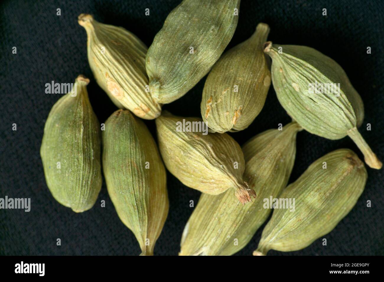 Green or true cardamom, Elettaria cardamomum, Satara, Maharashtra, India Stock Photo