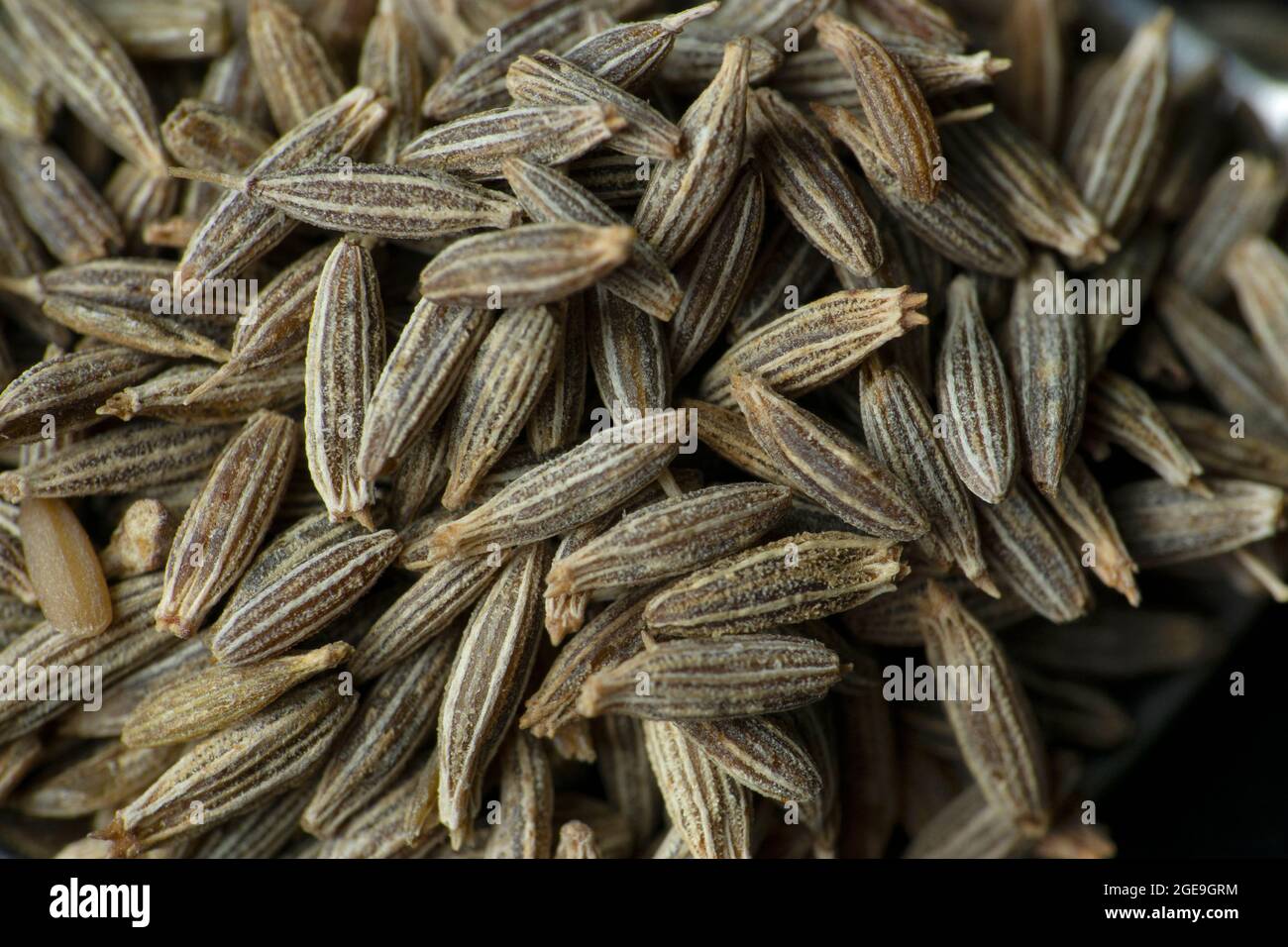 Cumin seeds, Cuminum cyminum, Satara, Maharashtra, India Stock Photo