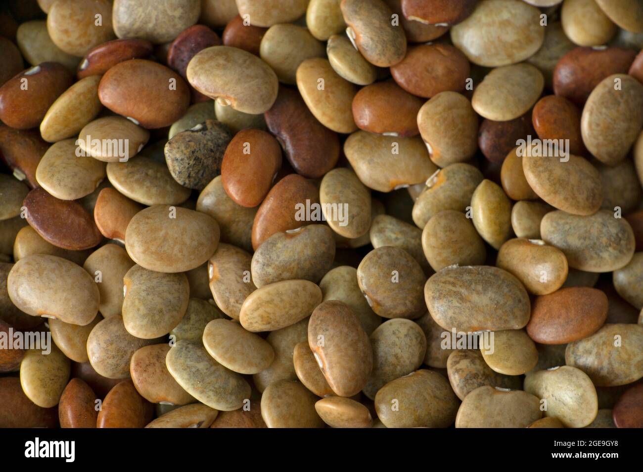 Madras gram seeds, horse gram or kulthi bean, Macrotyloma uniflorum macro closeup, Satara, Maharashtra, India Stock Photo