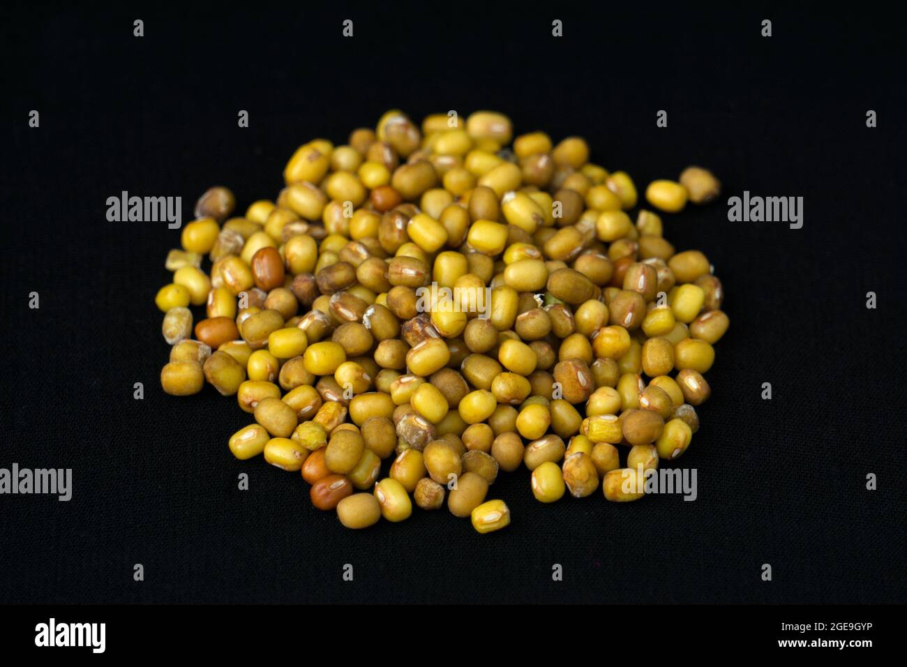 Mung bean or green gram, Vigna radiata, Satara, Maharashtra, India Stock Photo