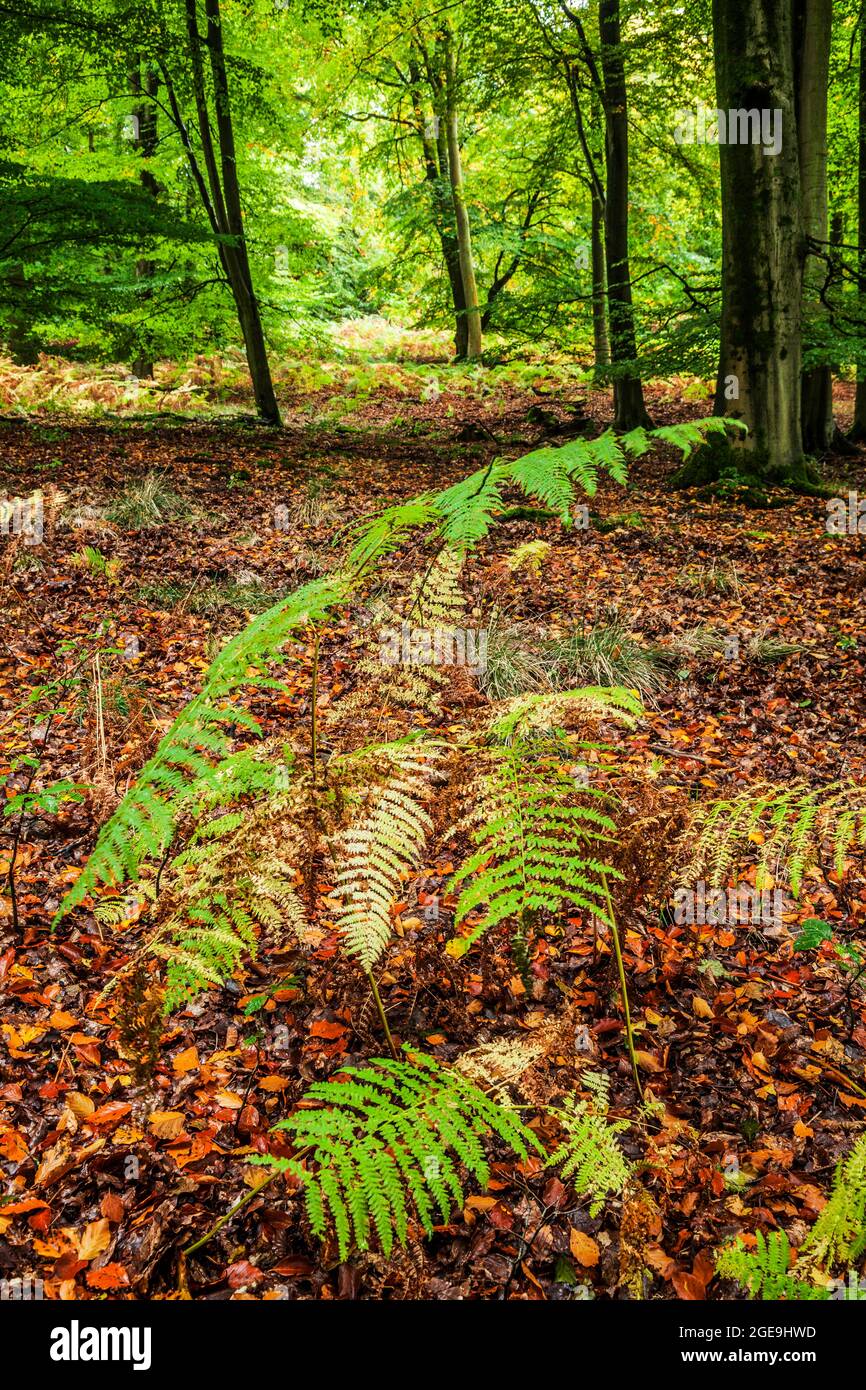 Early autumn in the Forest of Dean in Gloucestershire. Stock Photo
