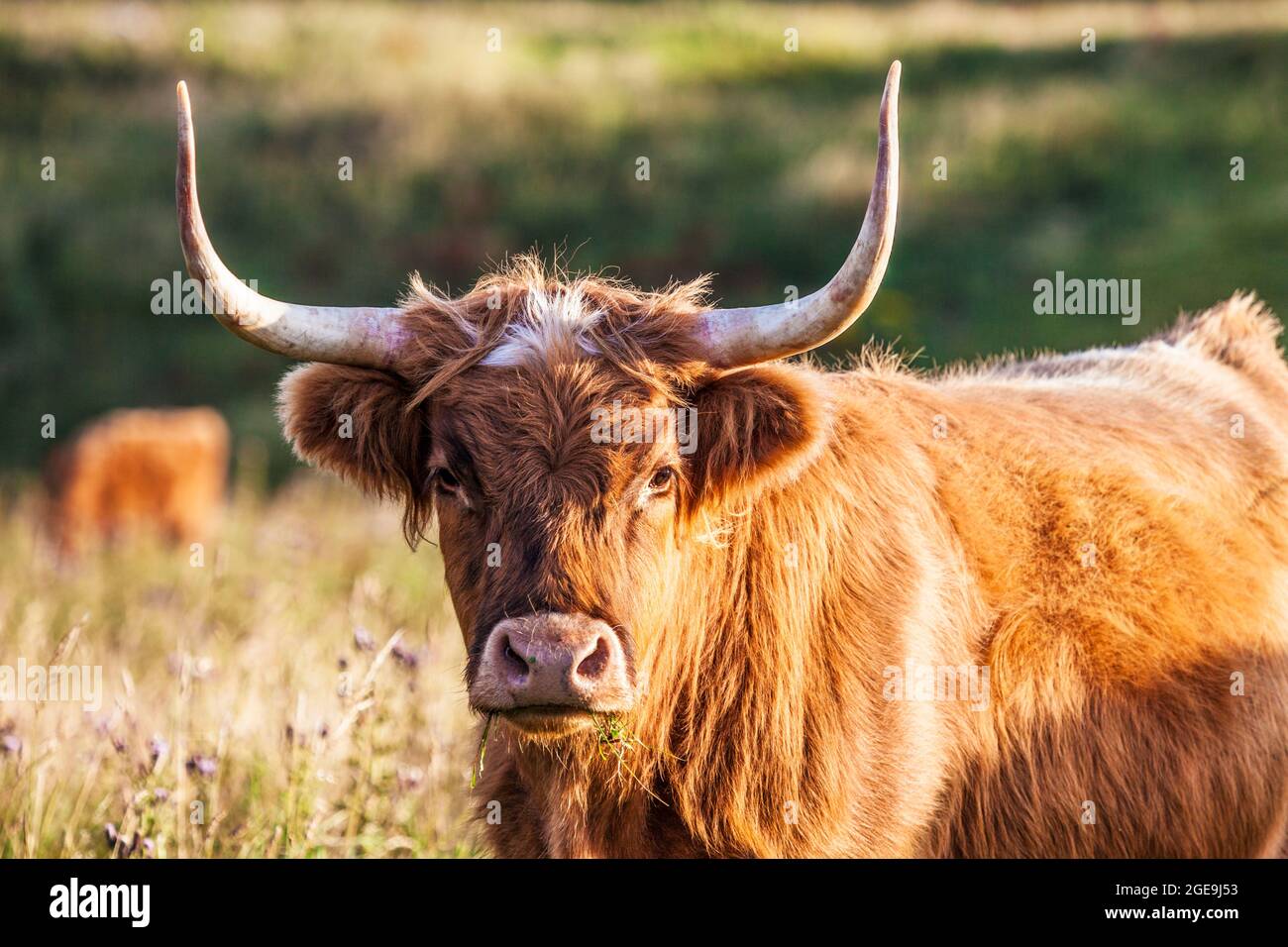Highland cow face close up hi-res stock photography and images - Alamy