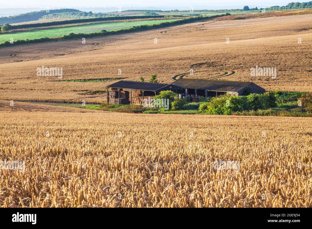 View over wheat field and barn from the Ridgeway in Wiltshire Stock ...