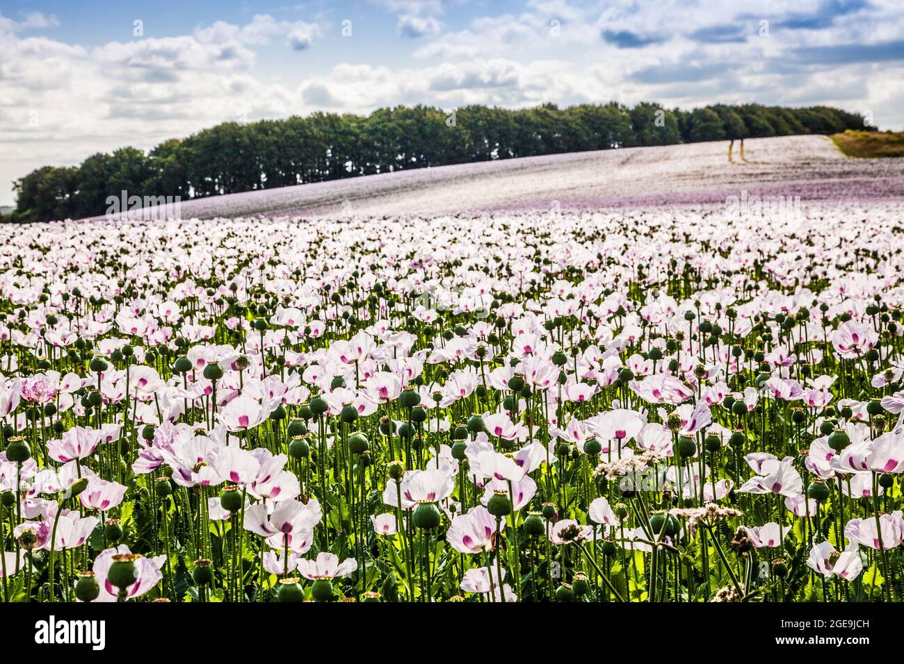 A field of cultivated white poppies on the Marlborough Downs in Wiltshire. Stock Photo