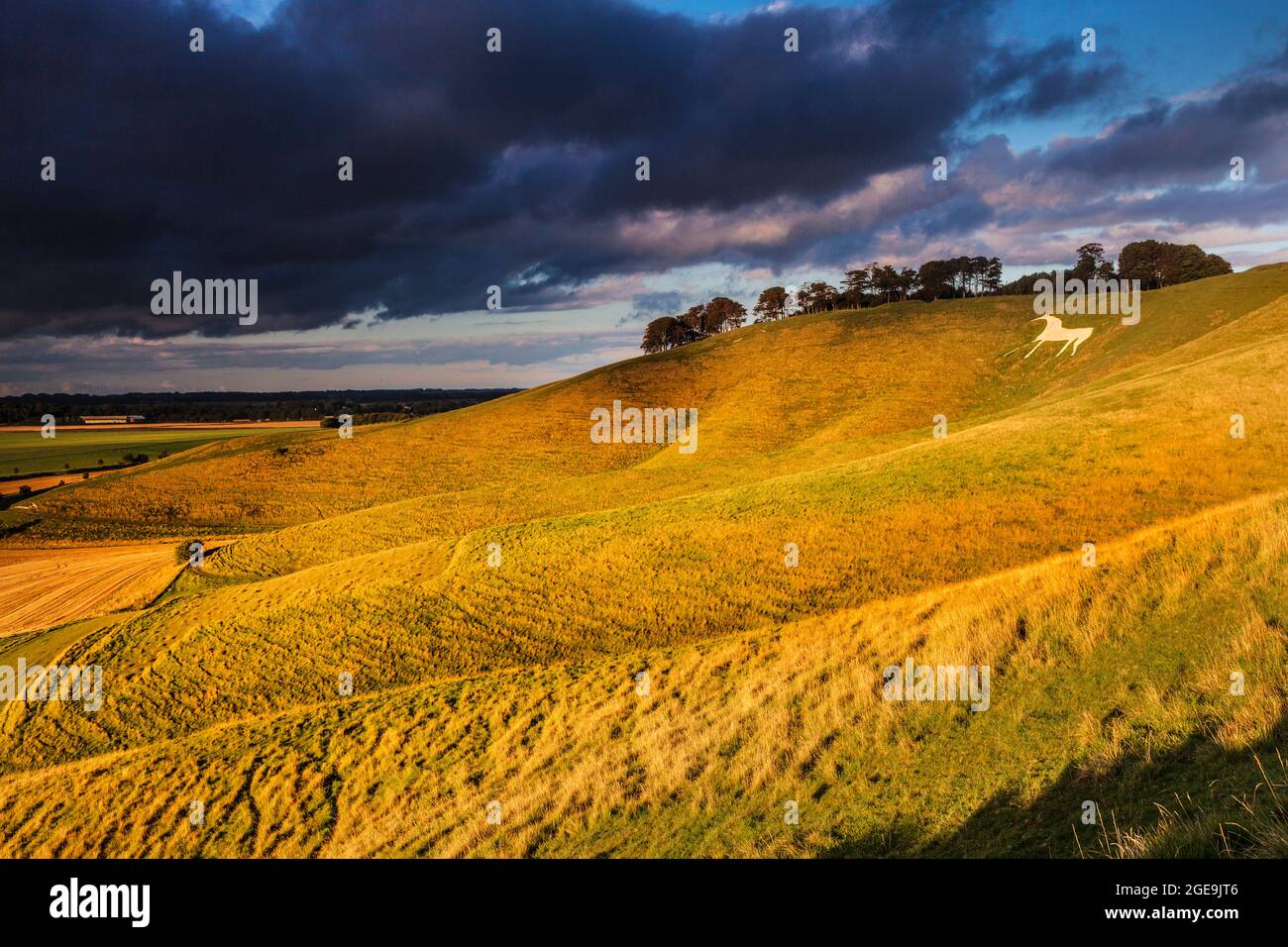 The White Horse at Cherhill in Wiltshire Stock Photo Alamy