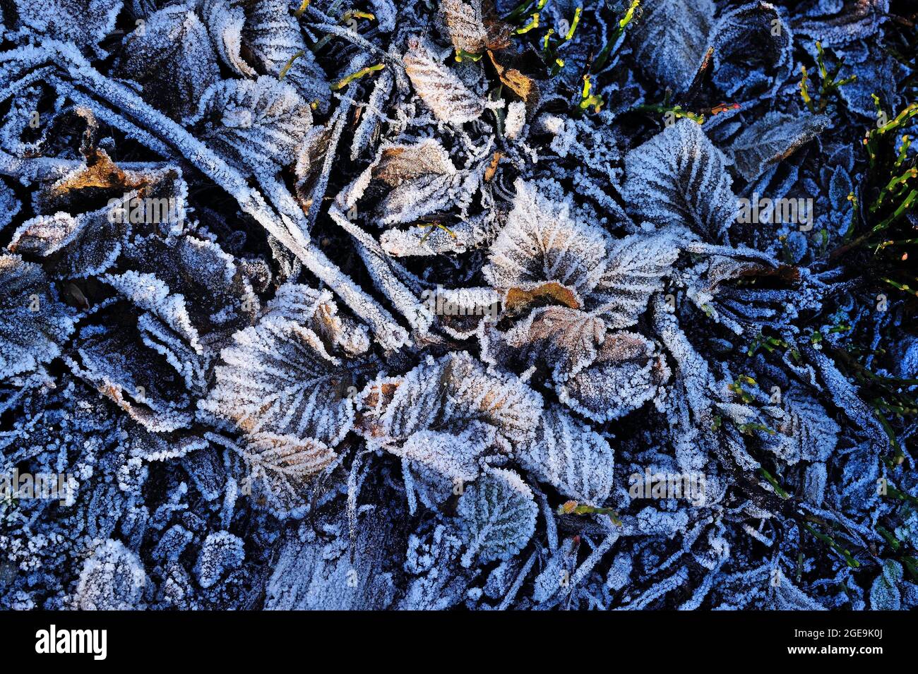 FRANCE, HAUTE-SAVOIE (74) MONT-BLANC COUNTRY, FROST Stock Photo