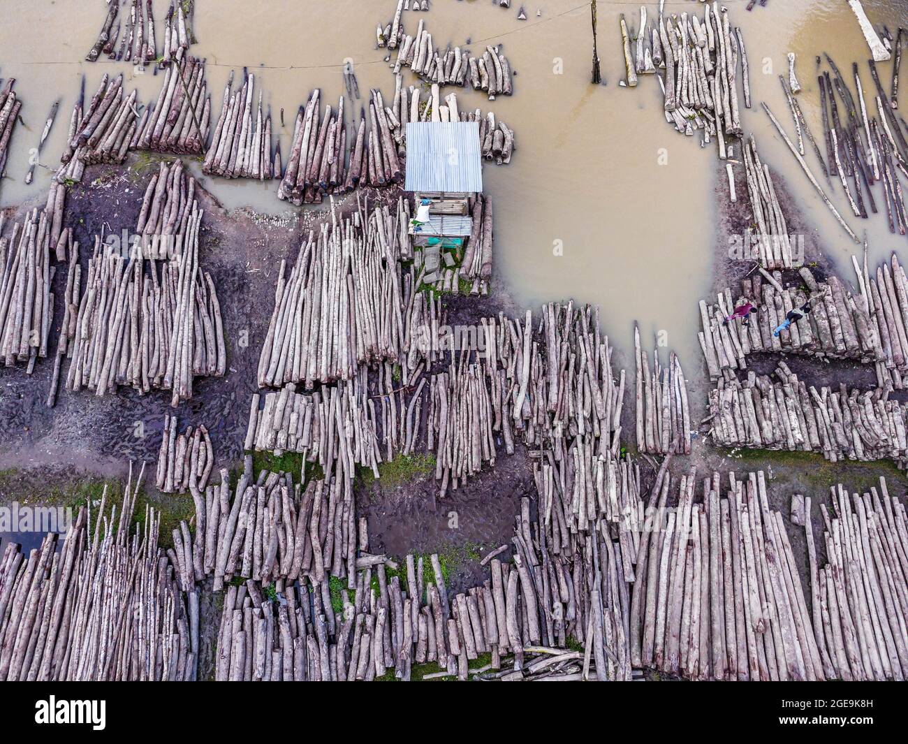 Sundari Tree Timber Mangrove forest with sundari trees hi-res stock photography and images ...