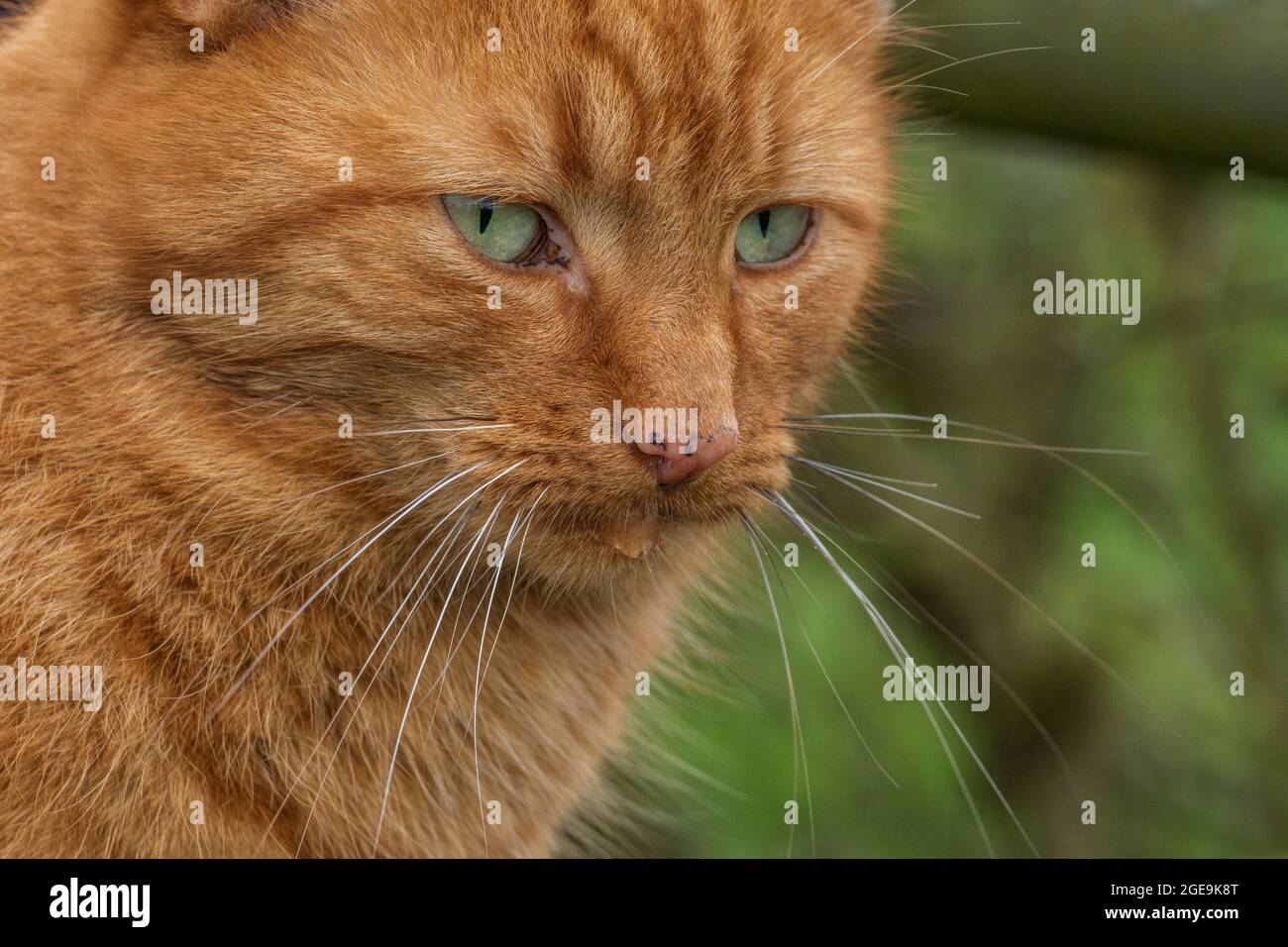 A ginger tabby cat drooling. Stock Photo