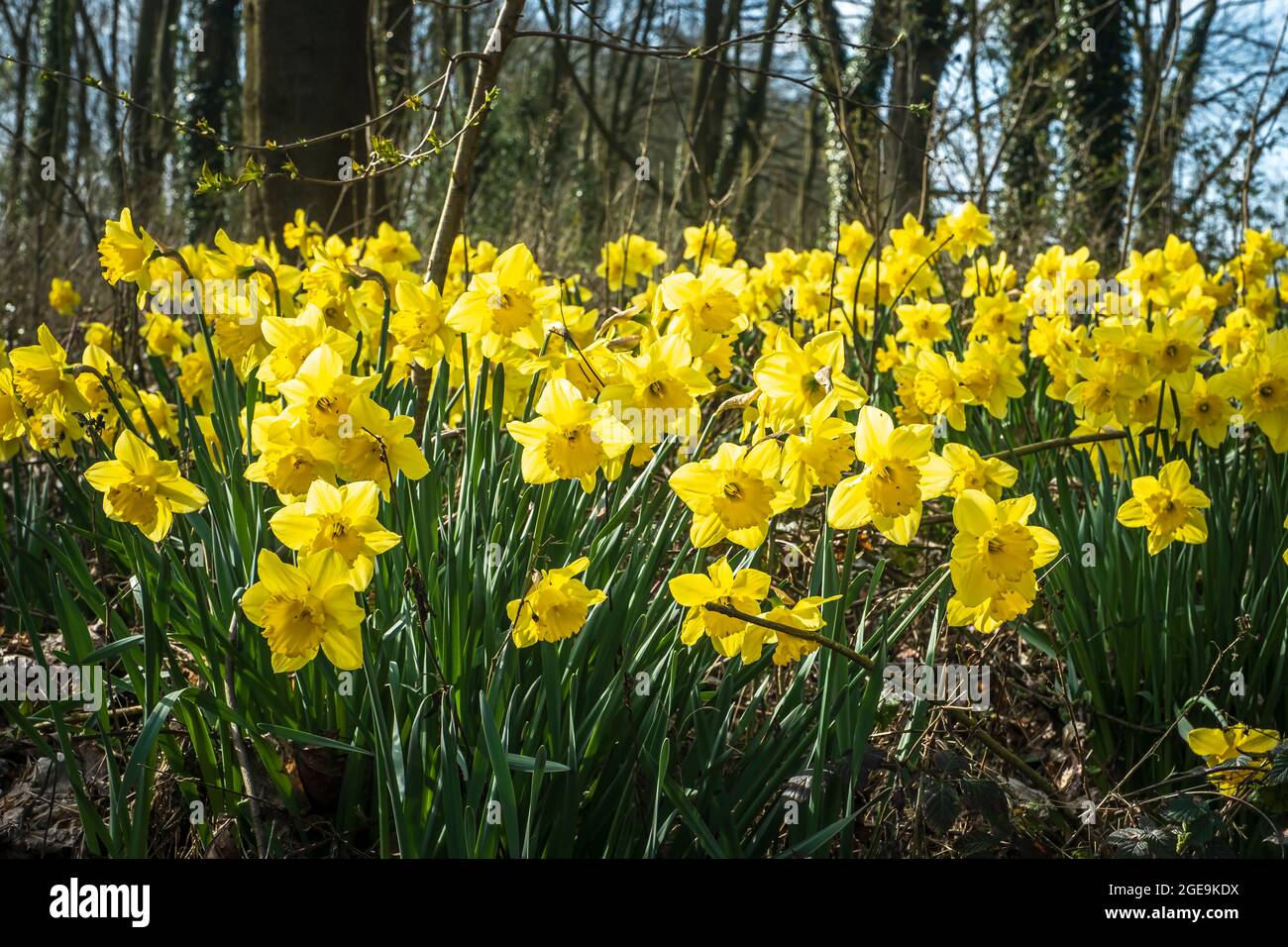 Daffodils growing in woodland. Stock Photo