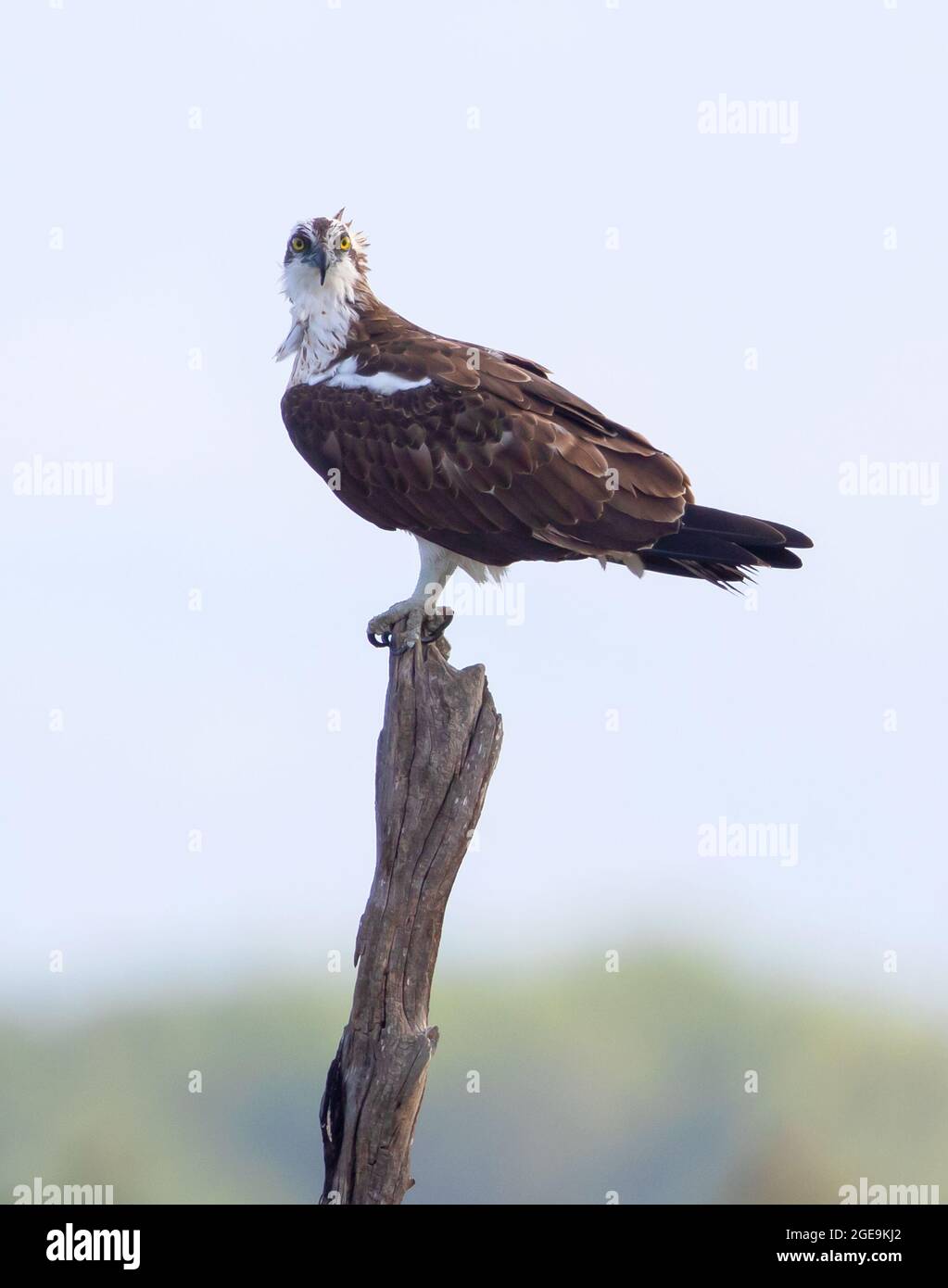 Osprey on a branch in S'Albufera Wetland Majorca Stock Photo
