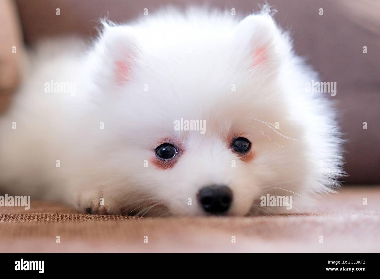 Japanese Spitz Puppy Lies On The Couch The Dog Is Sad Stock Photo Alamy