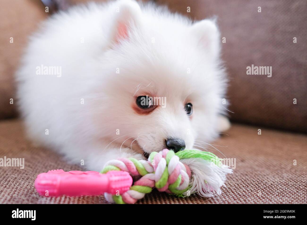 Japanese Spitz Puppy Gnaws A Rubber Toy On The Couch Stock Photo Alamy