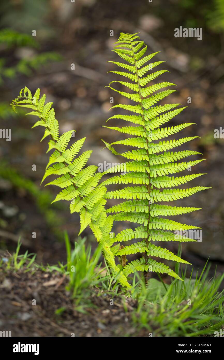 Bright green fronds of a fern in spring. Stock Photo