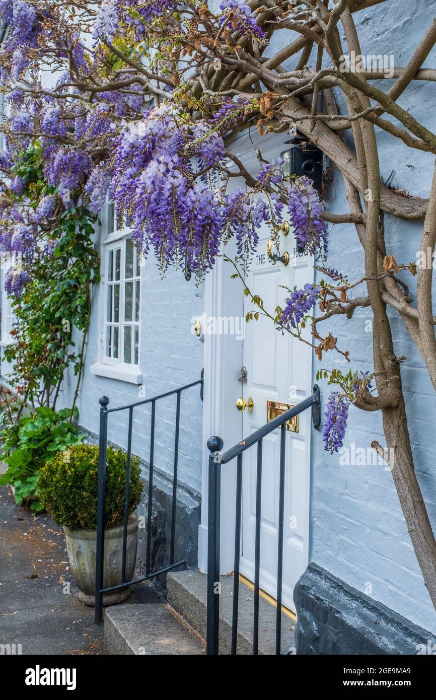 Wisteria decorates the front of a house. Stock Photo