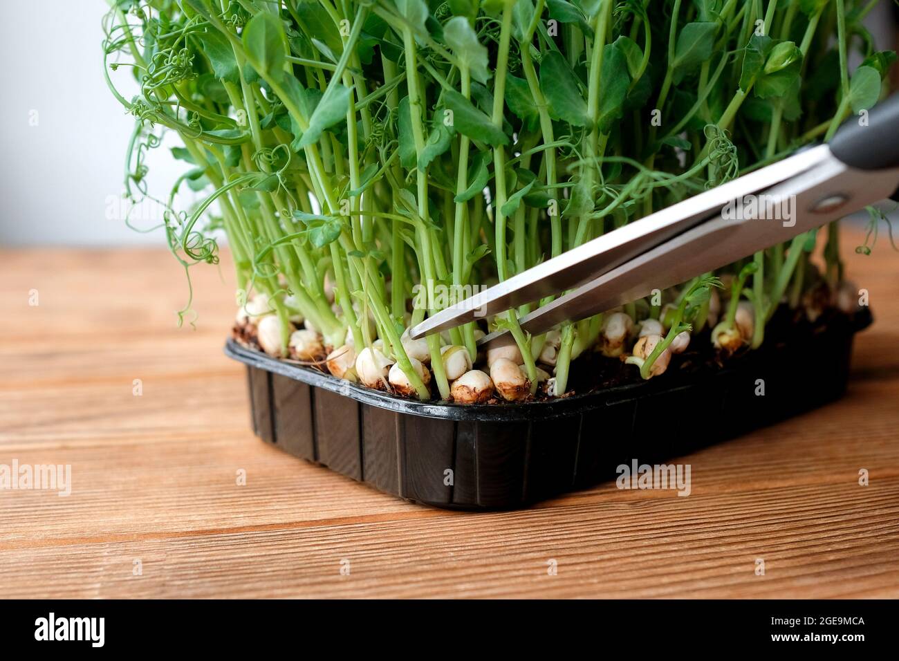 Pea sprouts in a black container are sheared with scissors. Microgreen. Stock Photo