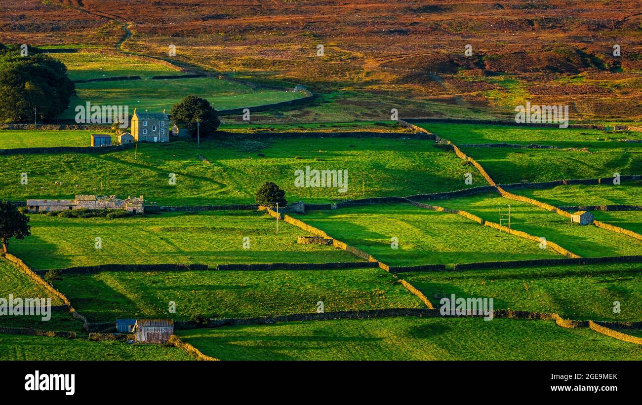 Ealy morning sunlight throws long shadows across fields in Swaledale. Stock Photo