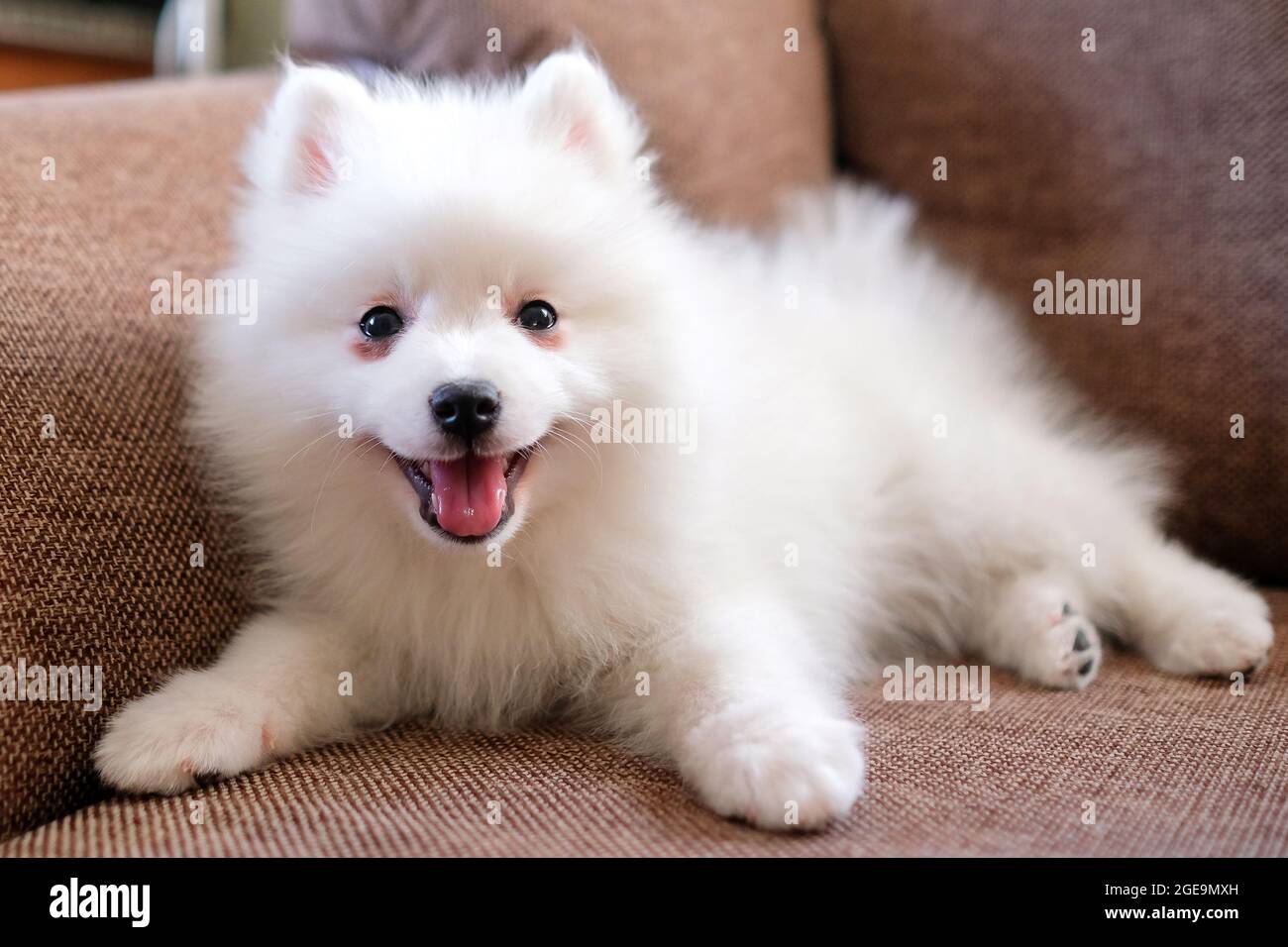 A japanese spitz hi res stock photography and images Alamy