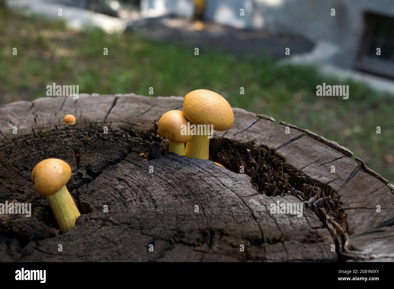 Inedible orange mushrooms grow on a dry tree stump Stock Photo - Alamy