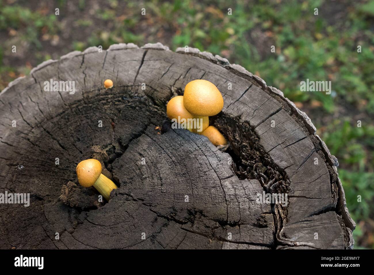 Inedible orange mushrooms grow on a dry tree stump Stock Photo - Alamy