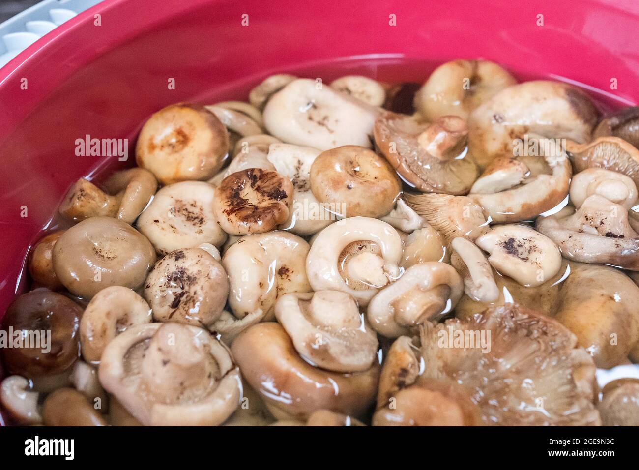 Lactarius resimus has been soaked in water. Mushroom cleaning. Stock Photo