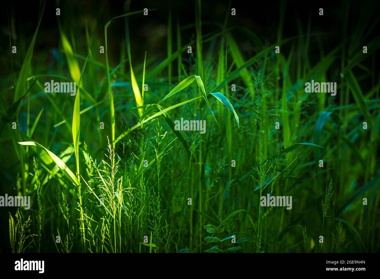Grasses in dappled sunlight. Stock Photo