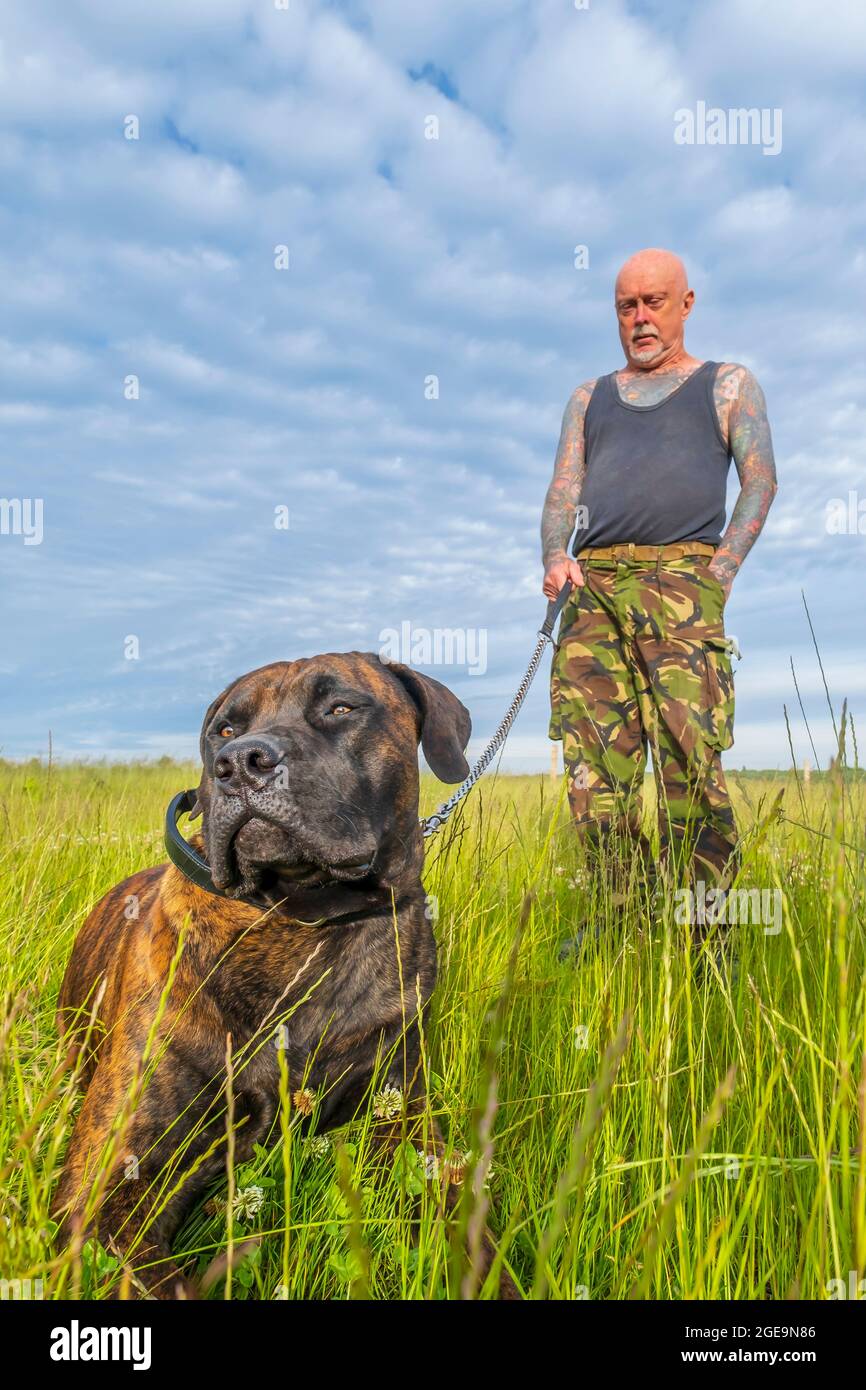 A Boelboel dog with the owner. Stock Photo