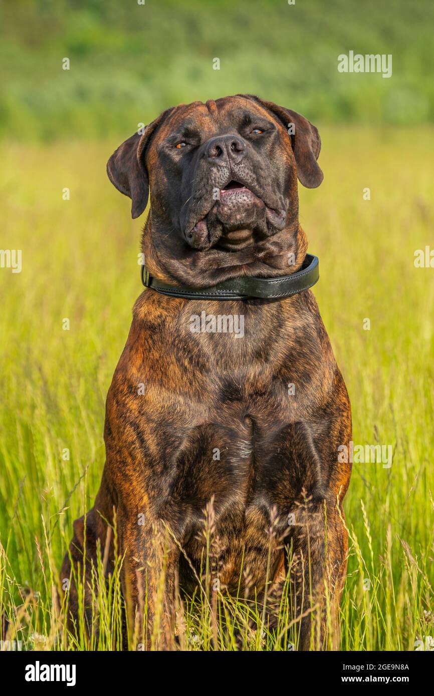A Boelboel dog sitting in long grass. Stock Photo