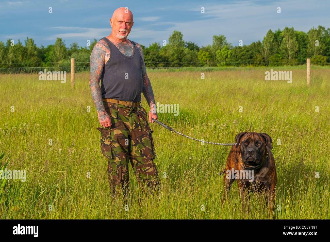 A Boelboel dog with the owner. Stock Photo