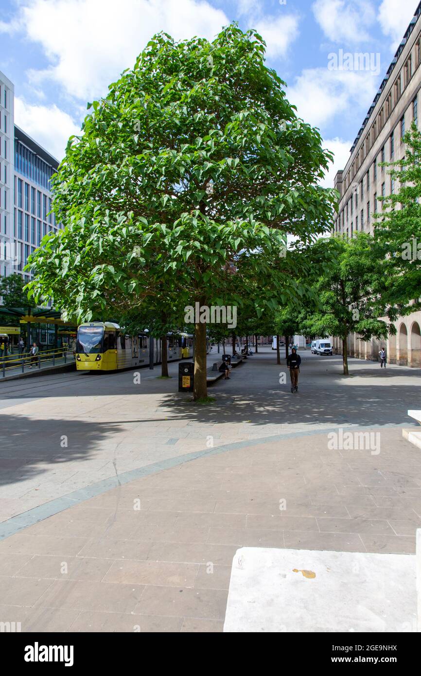St Peter's Square and Foxglove trees, Manchester, UK Stock Photo Alamy