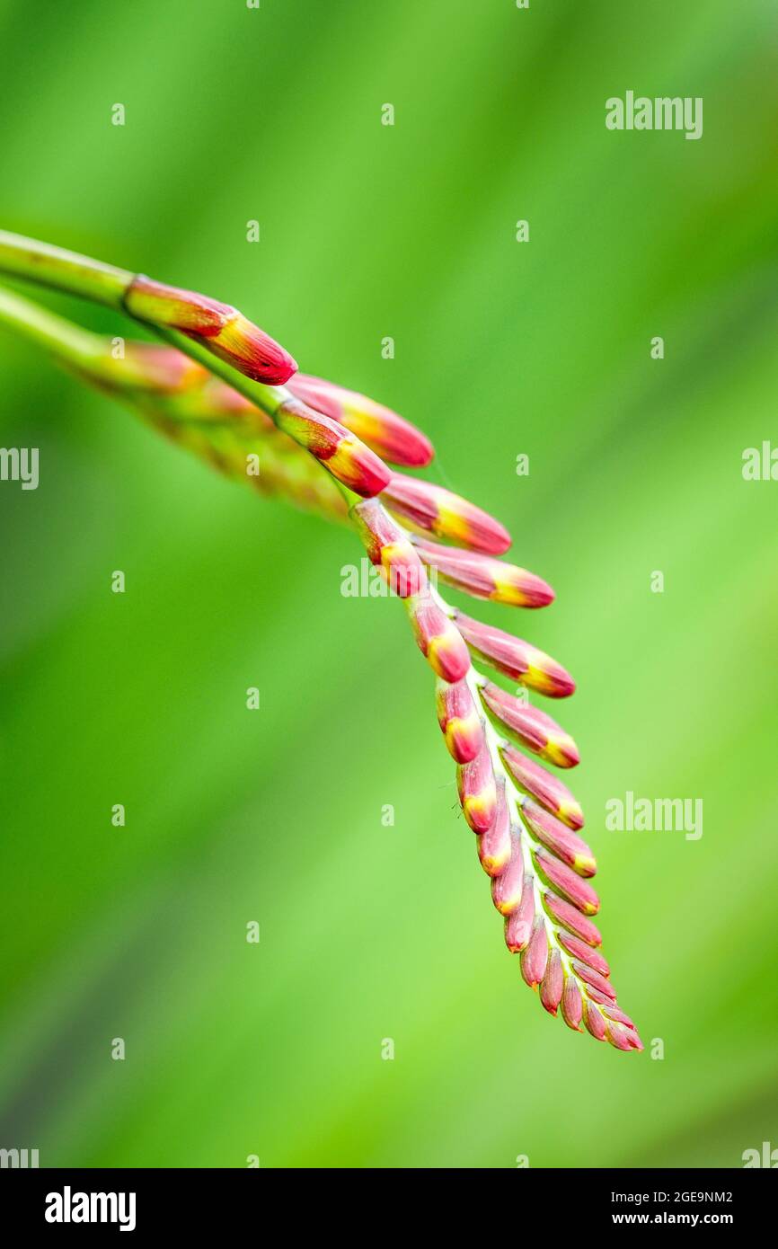 A Crocosmia Bud just beginning to open from the top. Stock Photo