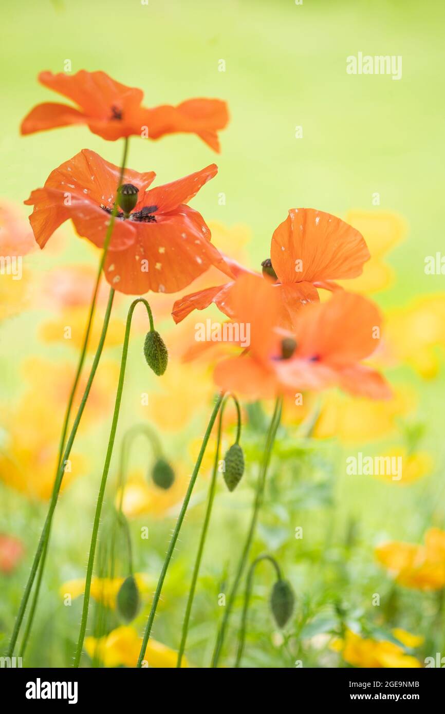 Poppies uk hi-res stock photography and images - Alamy