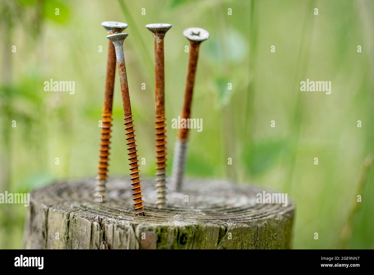 Long screws left in the top of a fence post. Stock Photo