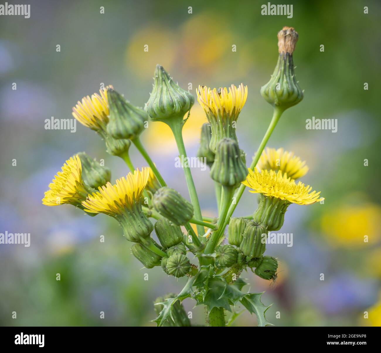 Flowers of Sow Thistle Stock Photo - Alamy
