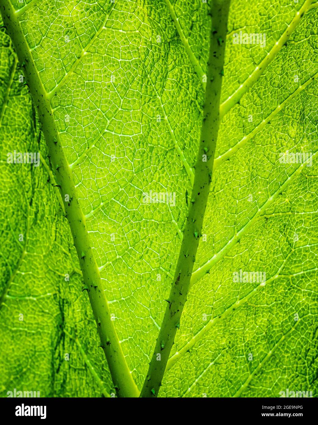 The underside of a leaf of Gunnera Manicata. Stock Photo