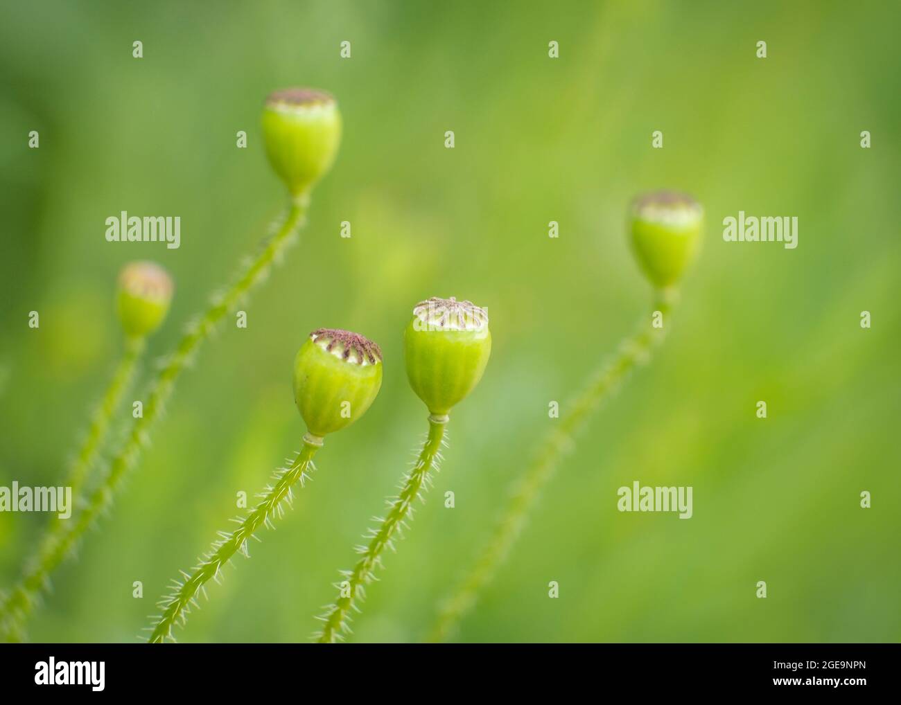 Developing seed pods of field poppy. Stock Photo
