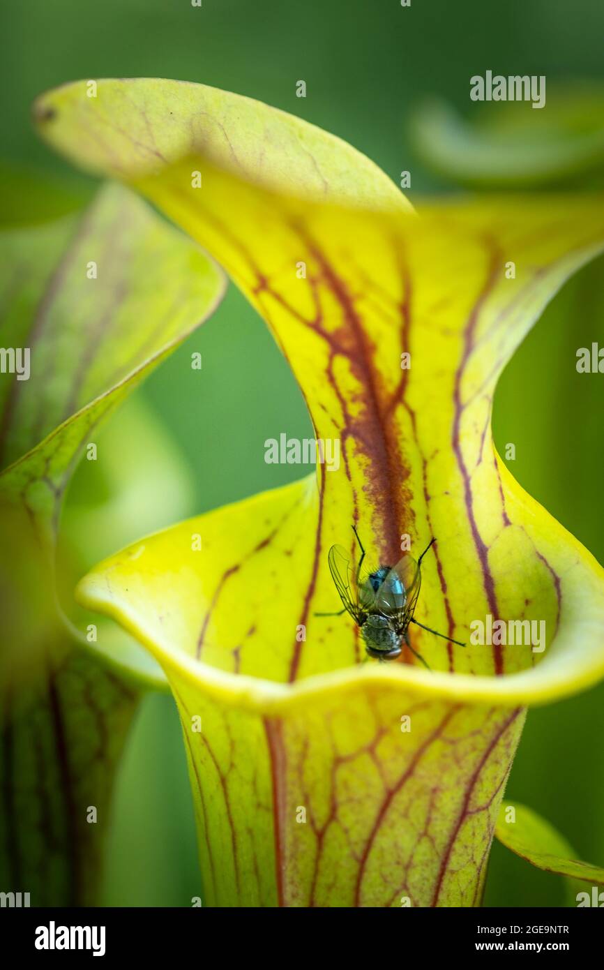 Trumpet pitcher plant Sarracenia with a fly about to fall in. Stock Photo