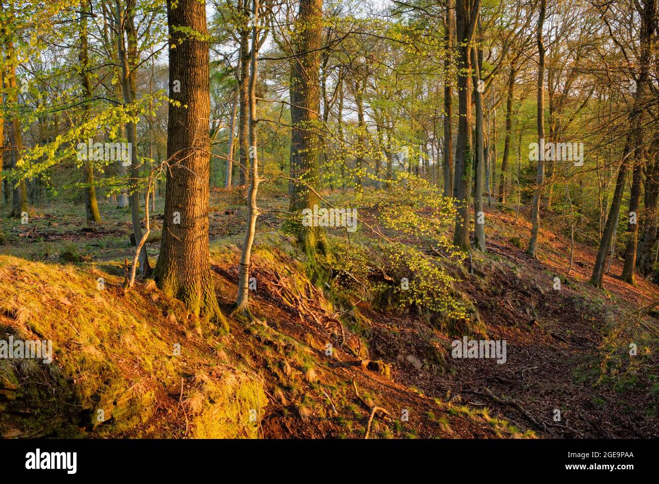 Early morning sunlight in the Forest of Dean. Stock Photo