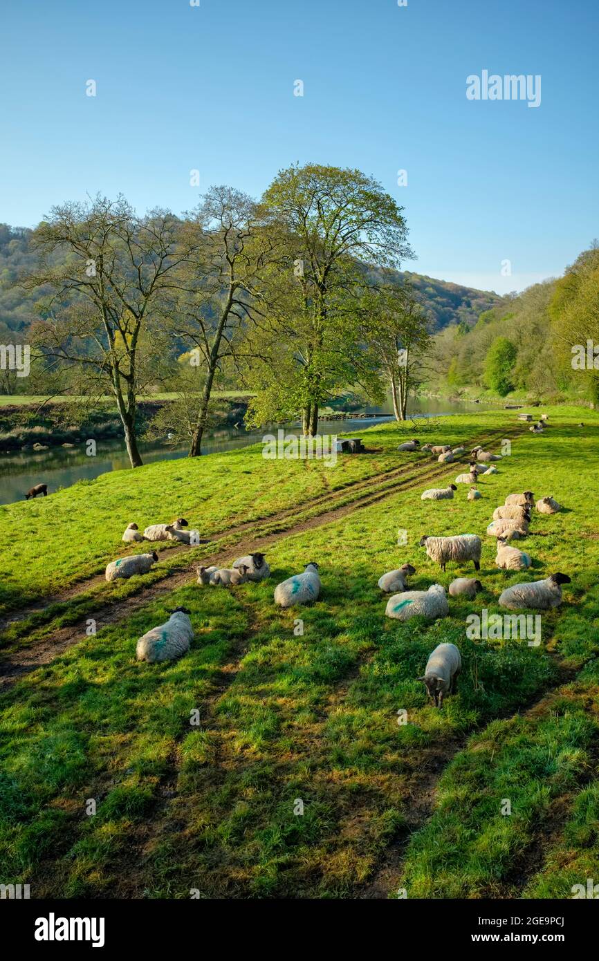 Sheep alongside the river Wye at Bigsweir. Stock Photo