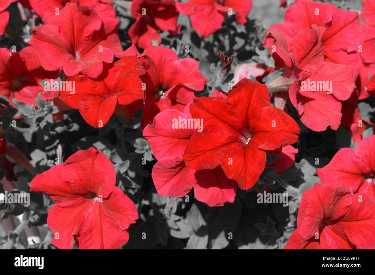 Close up of red Petunia in selective color. Stock Photo