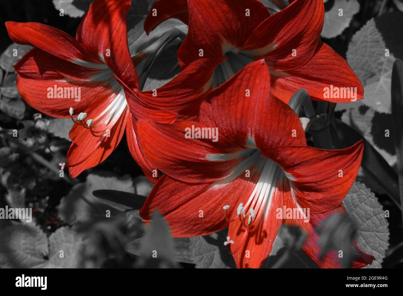 Red Amaryllis Lilies isolated against grey background. Stock Photo