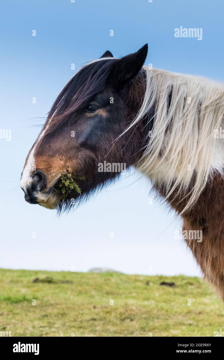 An iconic wild Bodmin Pony grazing on Bodmin Moor in Cornwall. Stock Photo