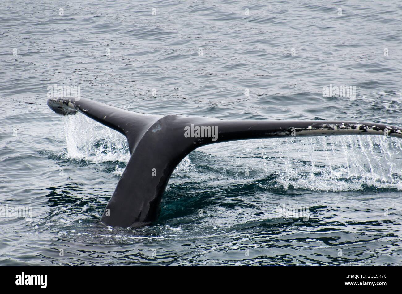 Flukes of a whale diving into the water Stock Photo - Alamy