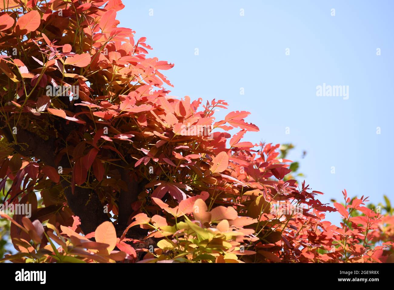 Close up of leaves of Kusum tree against the blue sky. Stock Photo