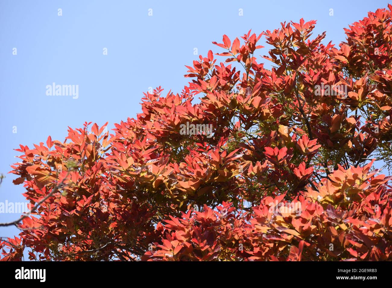 Bright red new leaves of Kusum tree. Stock Photo