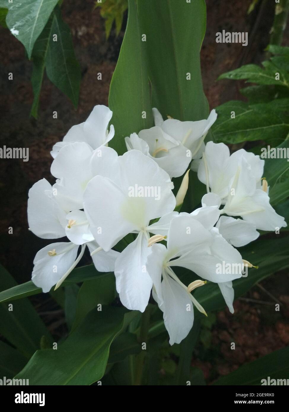 Selective focus shot of Hedychium coronarium white flowering plants growing in the garden Stock Photo